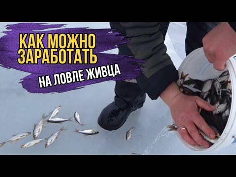 Видео: Подработка на ловле живца🐟