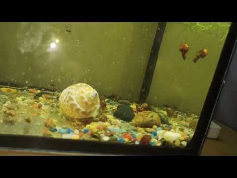 Видео: все с рыбками гуд!! заклеили аквариумы скоро будут!!!