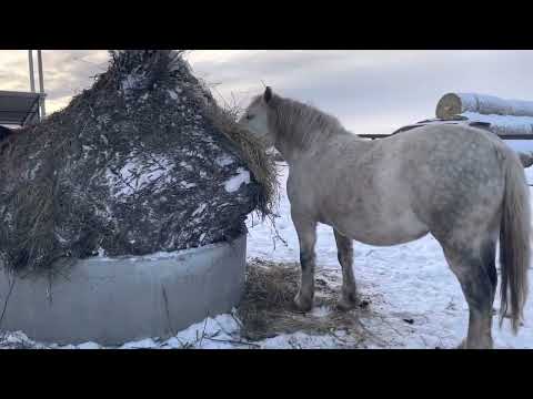 Видео: Супер кормушки для животных! Экономия кормов!