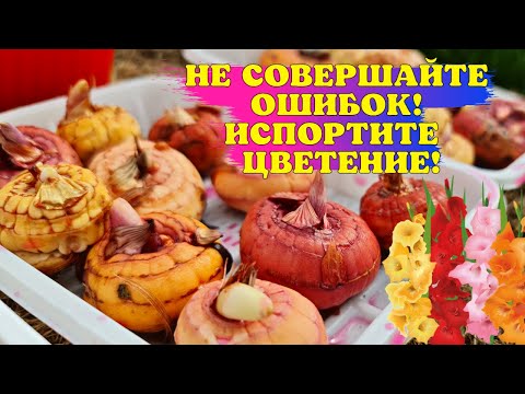 Видео: ОШИБКИ, которые ИСПОРТЯТ ЦВЕТЕНИЕ! Как ПРАВИЛЬНО подготовить ГЛАДИОЛУСЫ к посадке