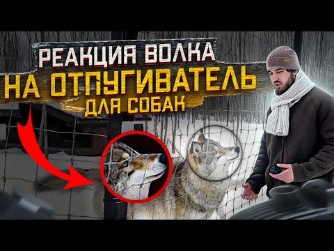 Видео: Впервые❗️эксперимент‼️Отпугиватель для Собак, испытываем на ВОЛКАХ 🐺