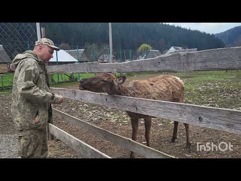 Видео: Синевирський Био Парк.Часть 2.