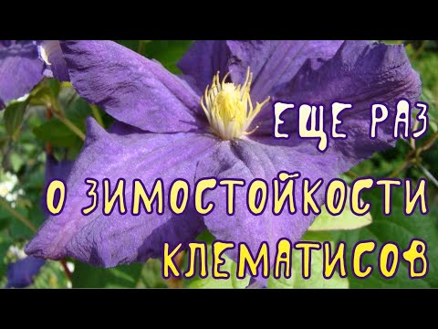 Видео: Еще раз о зимостойкости клематисов