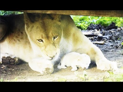 Видео: Белая ЛЬВИЦА РОДИЛА малышей прямо в саванне!