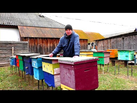 Видео: Можно ли сейчас пересадить пчёл в новый чистый улей.