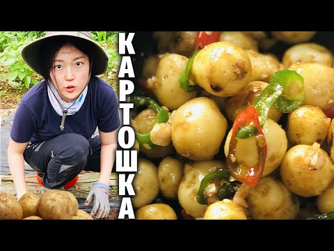 Видео: КАК Я ВЫРАЩИВАЛА КАРТОШКУ НА ДАЧЕ В КОРЕЕ (вкусная жареная картошка!!)