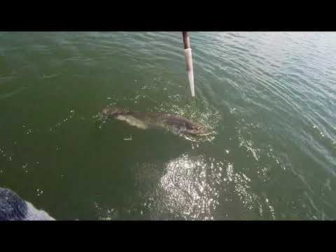 Видео: Дон,сом,квок выезд 3