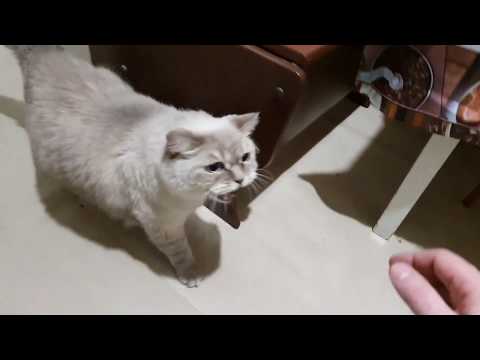 Видео: Кот нашёл новый дом