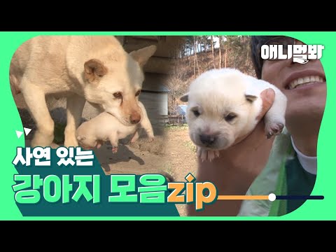 Видео: У каждой собаки есть секрет