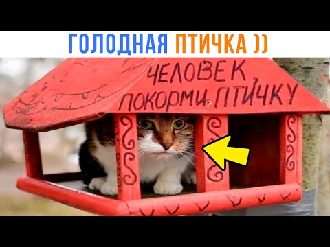 Видео: ПОКОРМИ ПТИЧКУ ))) | Приколы с котами | Мемозг 1473