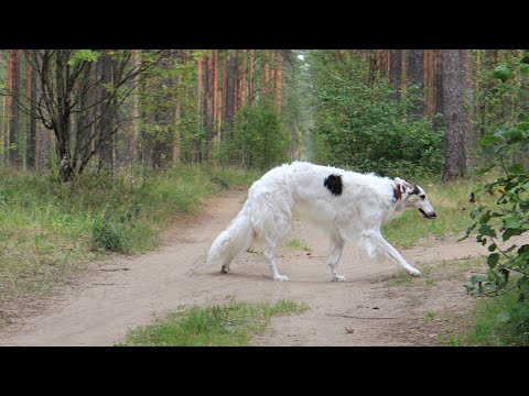 Видео: Большой пёс на прогулке в лесу | Русская борзая