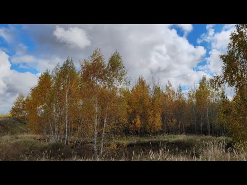 Видео: Последние краски осени🍁домашние дела 😉