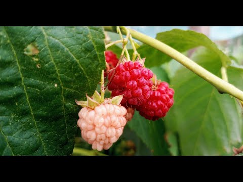 Видео: ЖИВОТ НА СЕЛО: Сладко от МАЛИНИ