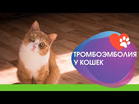 Видео: Тромбоэмболия у кошек