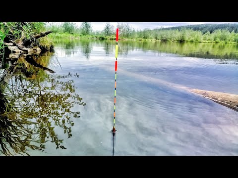 Видео: НЕ РЫБАЛКА, А ПЕСНЯ. РЫБАЛКА НА ПОПЛАВОК.