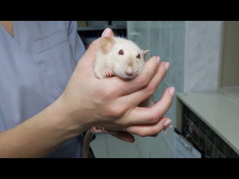 Видео: Удаление опухоли у крысы