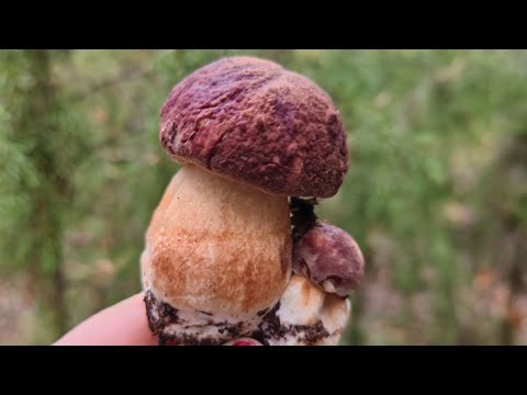 Видео: Поход за грибами 19.09.2025 #грибы #белыегрибы #боровики #тихаяохота #грибалка #сосновыйбор 