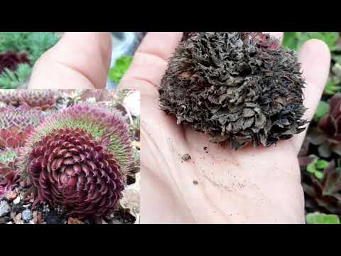 Видео: Семпервивум(Молодило.Каменная роза)Размножение,уход и содержание.