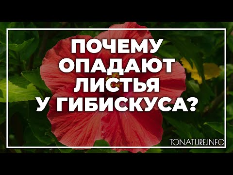Видео: Почему опадают листья у гибискуса? | toNature.Info