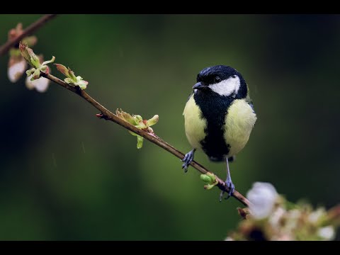 Видео: Как да правим снимки на птици в градината си. Wildlife по време на карантина :)