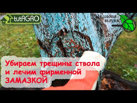 Видео: ЛЕЧЕНИЕ ТРЕЩИН НА СТВОЛЕ ДЕРЕВА. Схема лечения трещин коры для полного восстановления урожая плодов.