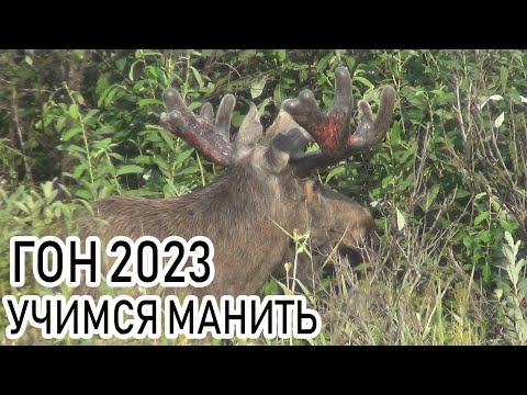 Видео: 2023 Гон  Учимся манить лося