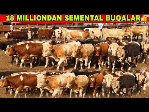 Видео: MUXAMMADJON ARZONCHIGA SEMENTAL BUQALAR KELDI👍👍👍👍✅7 октября 2025 г.