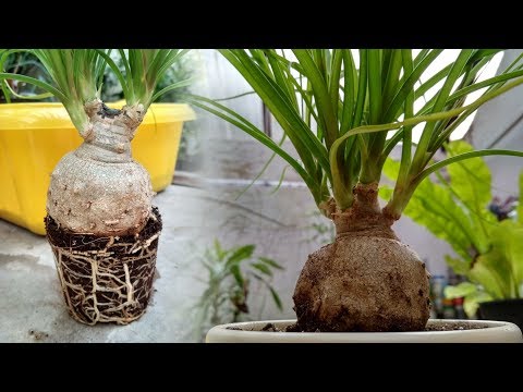 Видео: ПЕРЕСАДКА НОЛИНЫ (БОКАРНЕИ)🍆 БУТЫЛОЧНОГО ДЕРЕВА