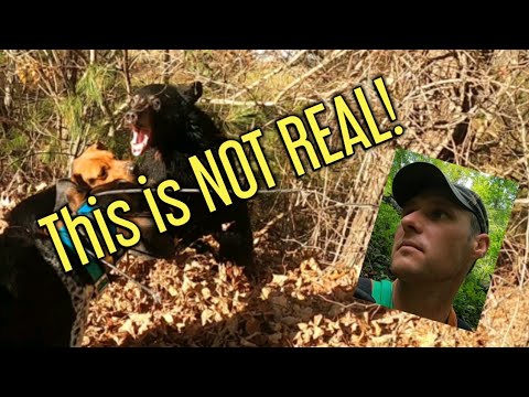 Видео: ГЛАВНЫЙ ФИЛЬМ! Охота на медведя с гончими...