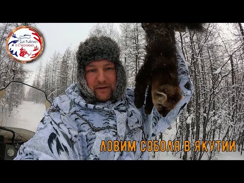 Видео: Промысел соболя в Якутии. Часть 2.