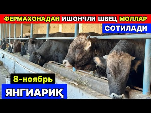 Видео: ФЕРМАДАН ШВЕЦ ПОРОДА ХЎКИЗЛАР  СОТИЛАДИ ЯНГИАРИҚ 8-ноября 2025 г.