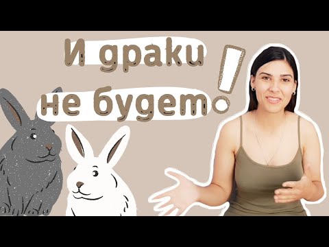 Видео: Как познакомить декоративных кроликов без драк? Как выбрать пару декоративному кролику?