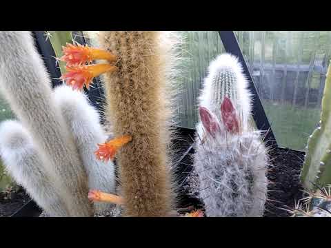 Видео: Столбовидные кактусы.Цереус палмери.Эриоцереус юсбертии.Клейстокактусы.