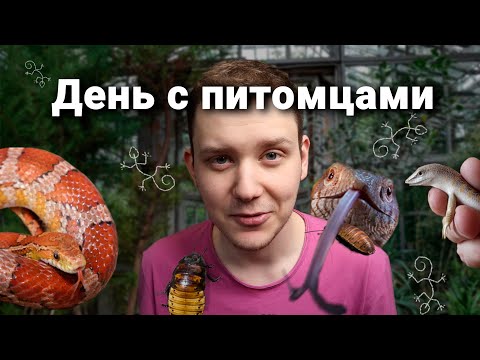 Видео: Мой день с питомцами | Влог