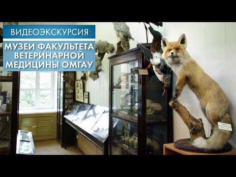 Видео: Музеи факультета ветеринарной медицины ОмГАУ | Видеоэкскурсия (2020)