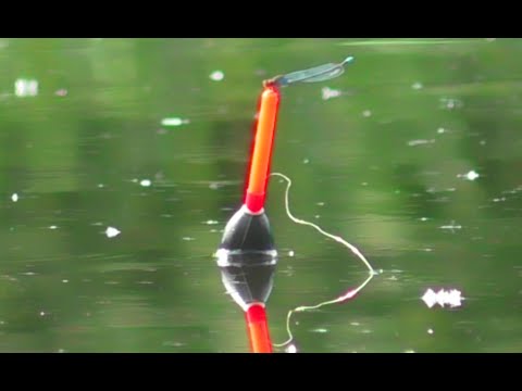 Видео: Рыбалка на ПОПЛАВОК- Ловля Карася на Удочку.