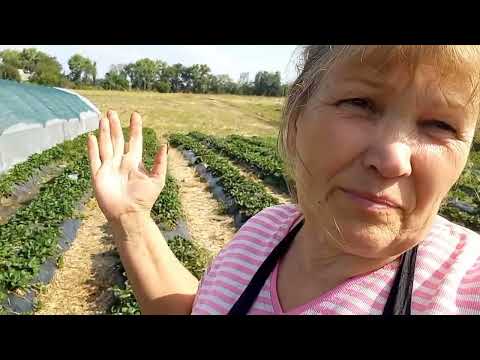 Видео: чим я обробляю полуницю перед зимою і чим підживлюю