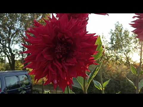 Видео: Ответы на вопросы на примере георгина Крев Каур .