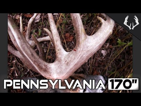 Видео: 170-дюймовый пенсильванский белохвостый олень — сезон стрельбы из лука