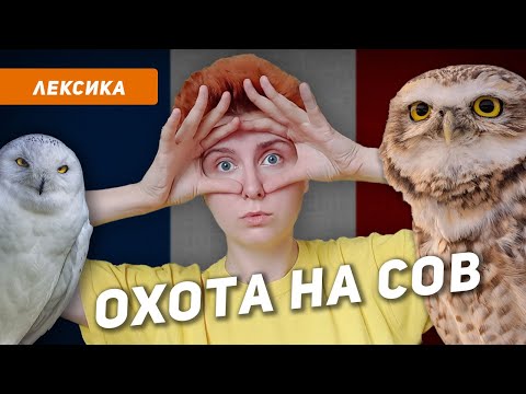 Видео: Слова, которые ЗВУЧАТ СМЕШНО для русскоговорящих. ОХОТА НА СОВ на французском