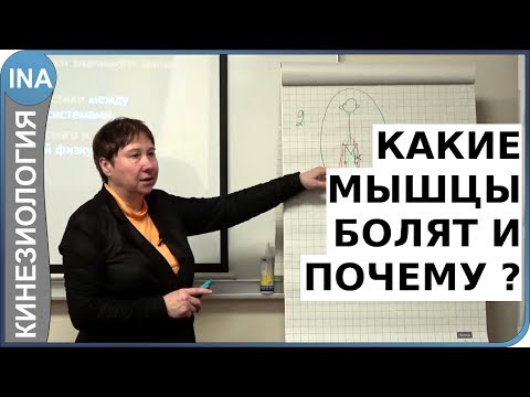 Видео: Какие мышцы болят и почему? Прикладная кинезиология. Проф. Л.Ф.Васильева