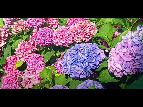 Видео: Это ЧУДО - гортензии в саду! С названиями сортов.