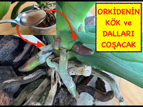 Видео: КОРНИ И ВЕТВИ ВЫРАСТУТ ЗА 3 ПРИМЕНЕНИЯ #орхидея #орхидея
