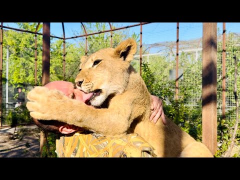 Видео: Сараби просто ЗАЦЕЛОВАЛА Дениса, ее уже сложно держать на руках, но Денис справляется!