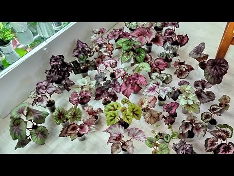 Видео: комнатные цветы.Бегонии.