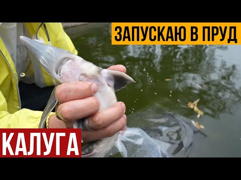 Видео: Запускаю осетра калугу в пруд. Запускаю хищника в пруд.