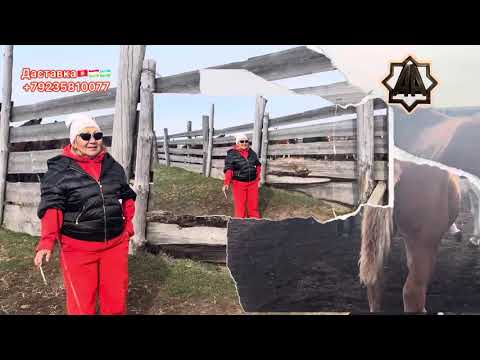 Видео: Г Абакан. 2025 йил қулун тойлар савдода. Светани уйри. 05.10.2025 йил. 