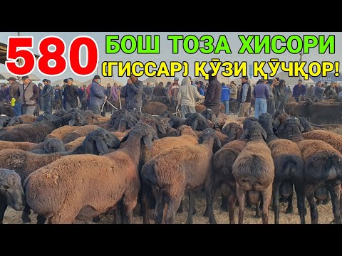 Видео: КАШТАН ВА СИМЖУН. 580 БОШ ГИССАР (ХИСОРИ) ҚӮЗИ ҚӮЧҚОР. ҚАРШИ КАРВОН МОЛ БОЗОРИ. 2-ОКТАБР 2025-ЙИЛ