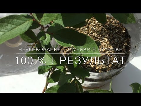Видео: 🌿 Черенкование Голубики В Бутылке/ 100 % - Результат!