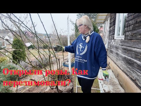 Видео: Открыли розы. Как перезимовали?